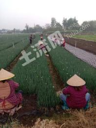 德阳土地发包，农业现代化与乡村振兴的新引擎