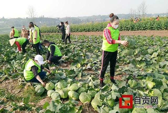 恩施土地流转，农业现代化与乡村振兴的新引擎
