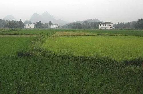 抚州土地发包，农业现代化与乡村振兴的新引擎