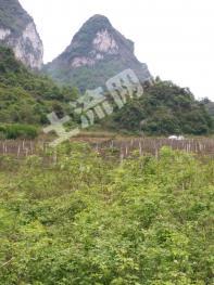 广西土地出租现状及未来发展趋势分析