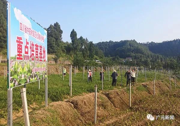 广元土地发包，新动力助推农业现代化与乡村振兴