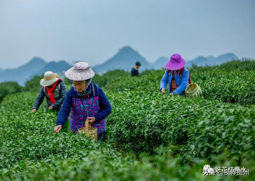 贵州土地流转，农业现代化与乡村振兴的新引擎