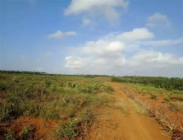 海口土地流转，农业现代化与经济发展的新引擎