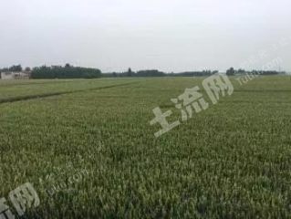 河北土地流转，农业现代化与乡村振兴的新引擎