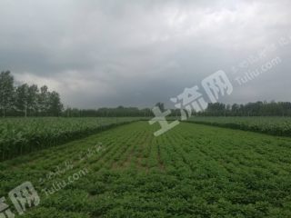 河南土地出售，机遇与挑战的并存