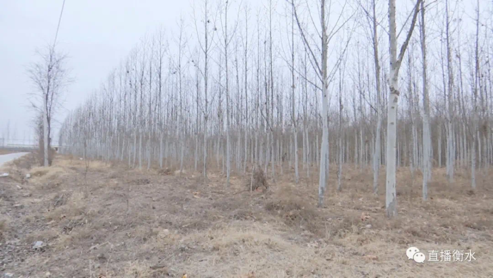 衡水土地流转，农业现代化与乡村振兴的新引擎