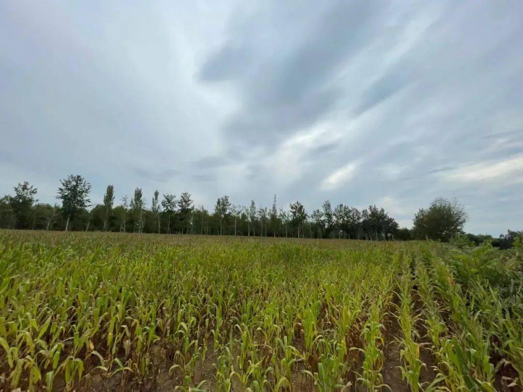 和田土地发包，农业现代化与乡村振兴的新引擎
