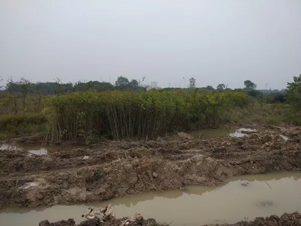 合肥土地转让，城市发展的驱动力与策略深度探讨