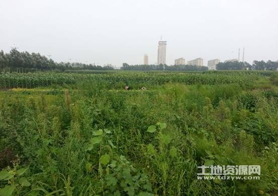 黑龙江土地出售，机遇与挑战的交织