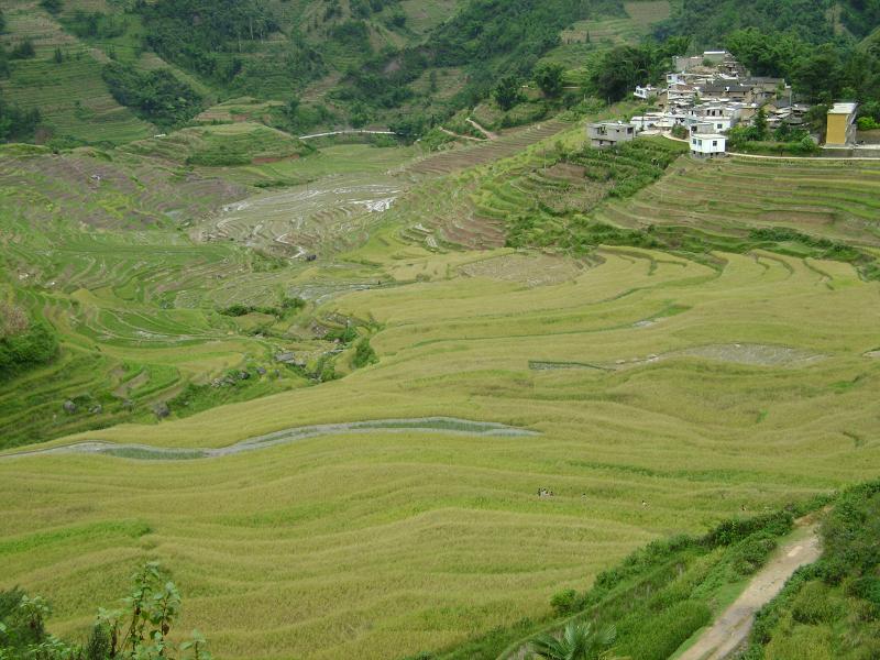 红河土地发包，农业现代化与乡村振兴的新引擎